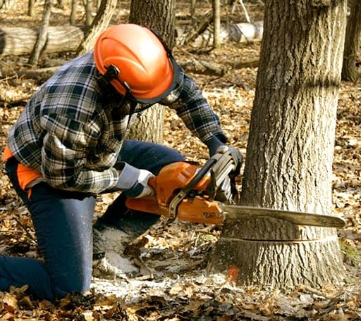Tree Removal in Athens, TX